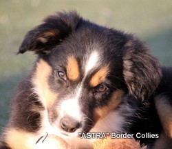 Tricolor FEMALE border collie puppy